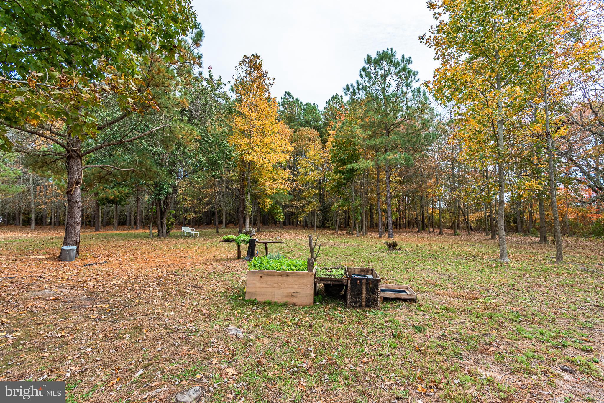 24653 McInturff Road Dames Quarter, MD 21821 - Photo 21 of 62 a view of a park with large trees