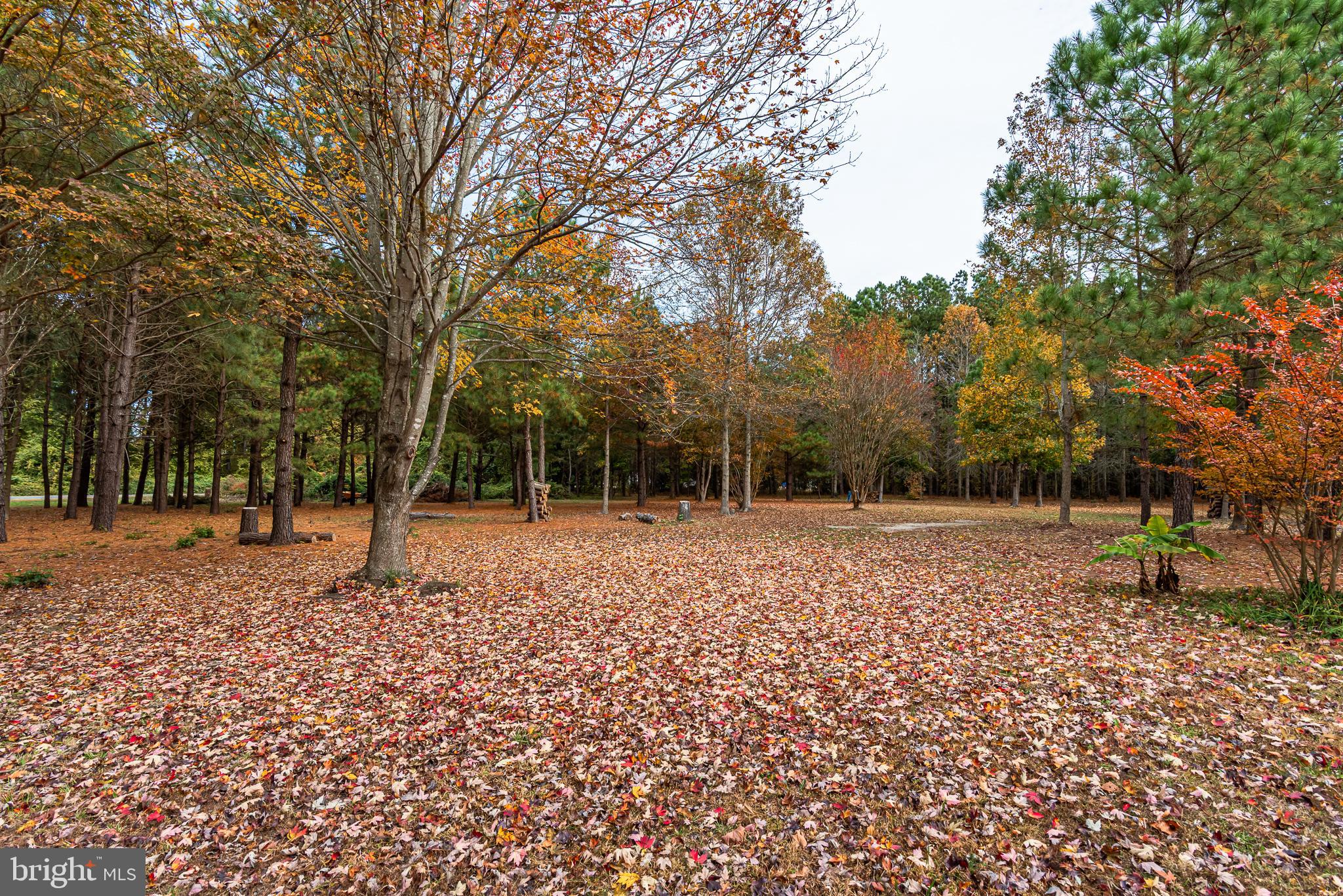 24653 McInturff Road Dames Quarter, MD 21821 - Photo 30 of 62 a view of backyard with tree
