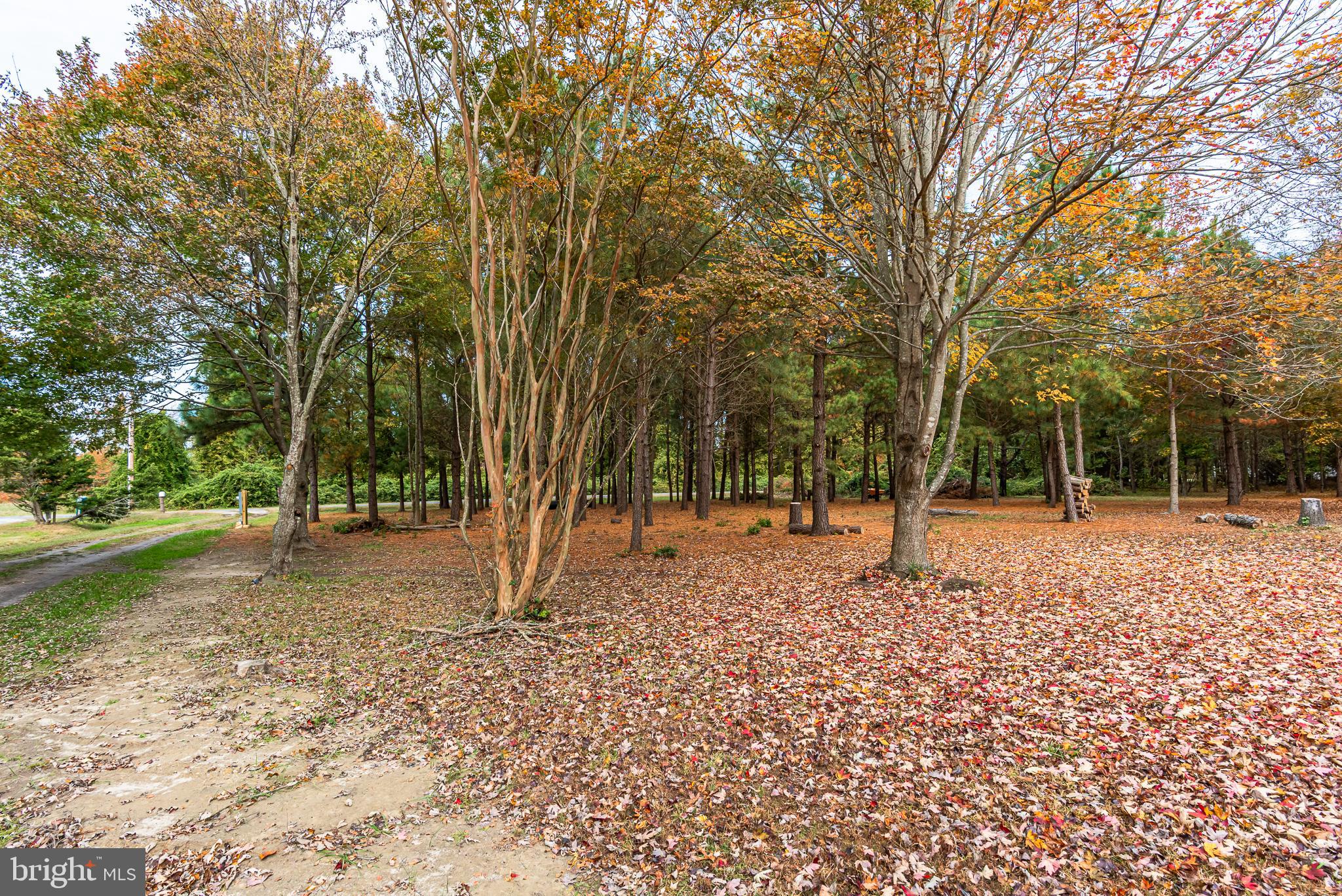 24653 McInturff Road Dames Quarter, MD 21821 - Photo 31 of 62 a backyard of a house with lots of green space