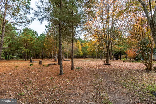 a view of a park with large trees