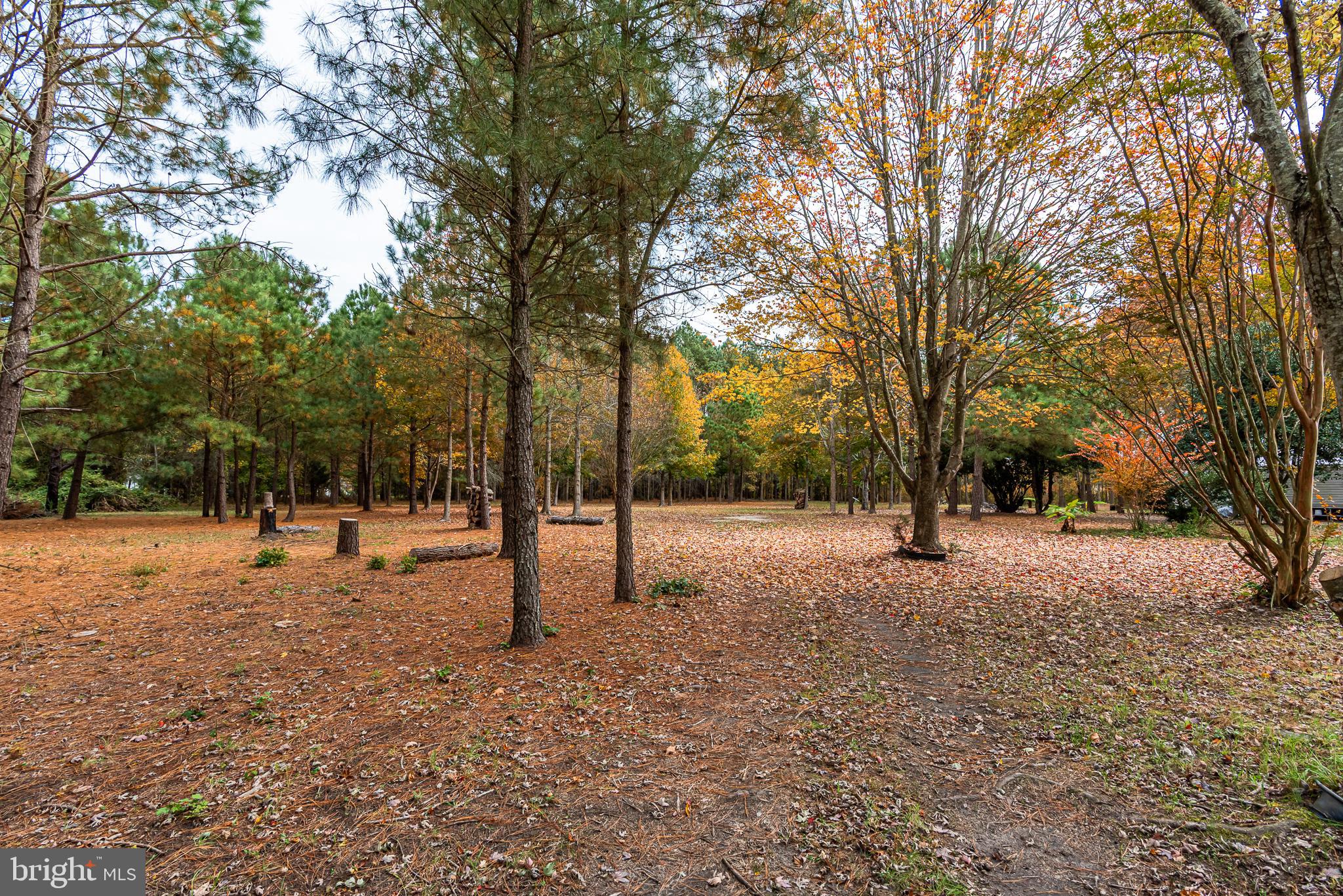 24653 McInturff Road Dames Quarter, MD 21821 - Photo 32 of 62 a view of road with trees