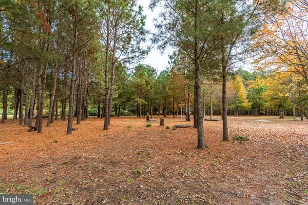 a view of park with lots of trees