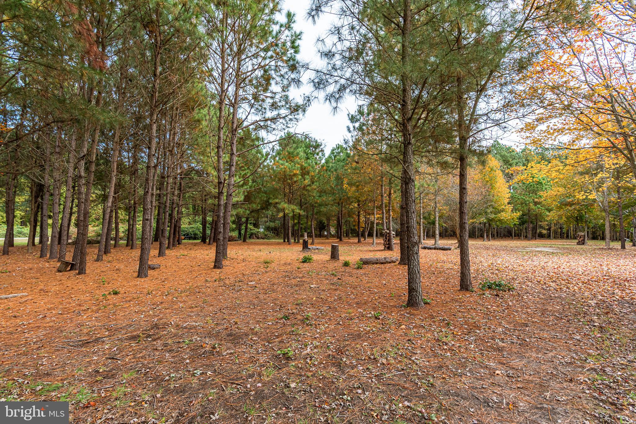 24653 McInturff Road Dames Quarter, MD 21821 - Photo 33 of 62 a view of road with trees