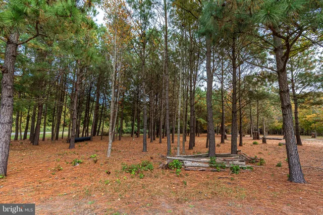 a view of outdoor space with lots of trees