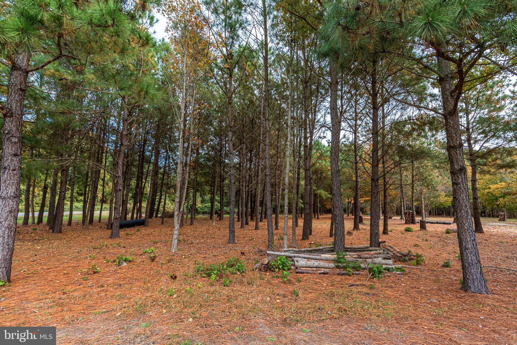 24653 McInturff Road Dames Quarter, MD 21821 - Photo 35 of 62 a view of outdoor space with trees
