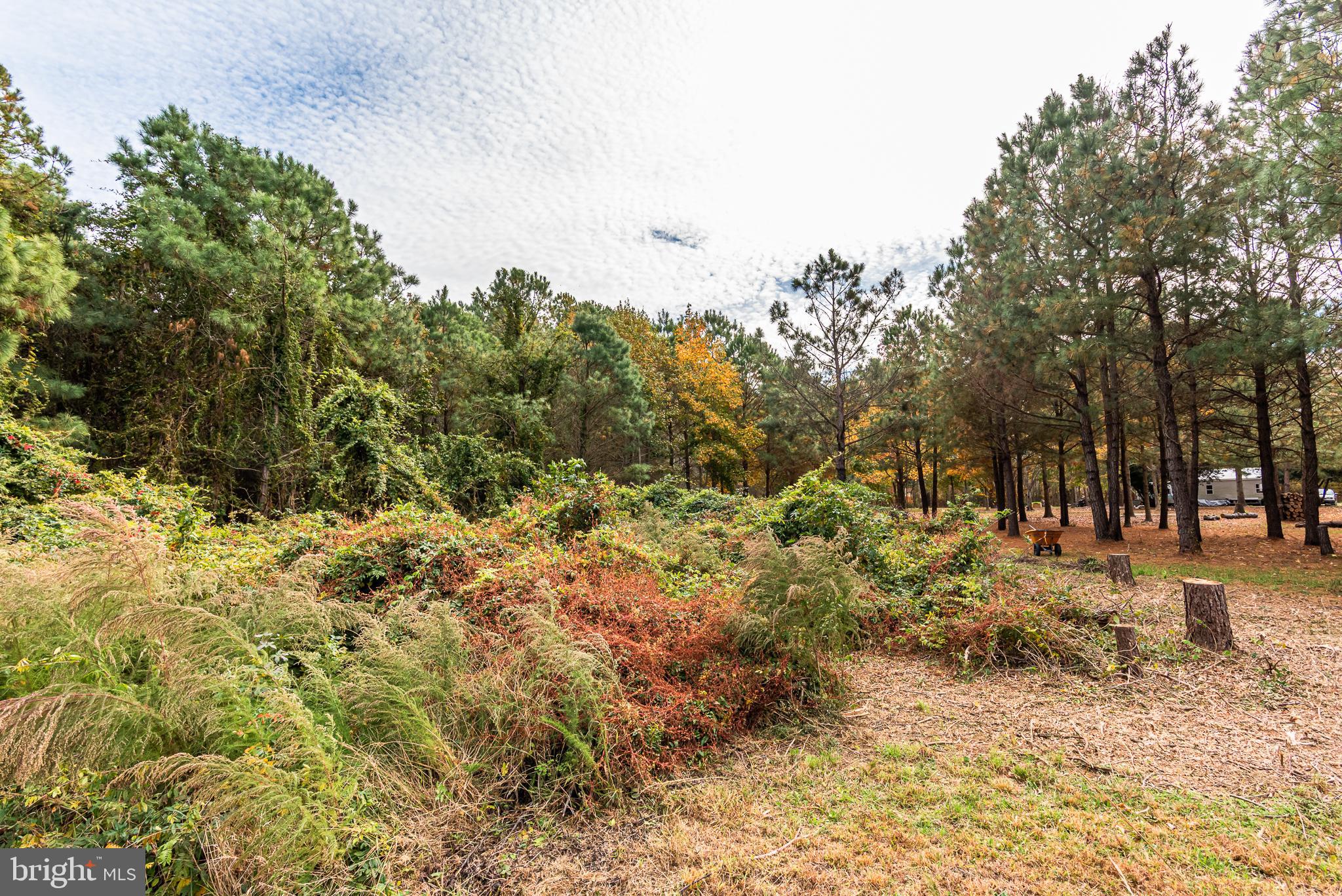 24653 McInturff Road Dames Quarter, MD 21821 - Photo 37 of 62 a view of a yard with plants and trees