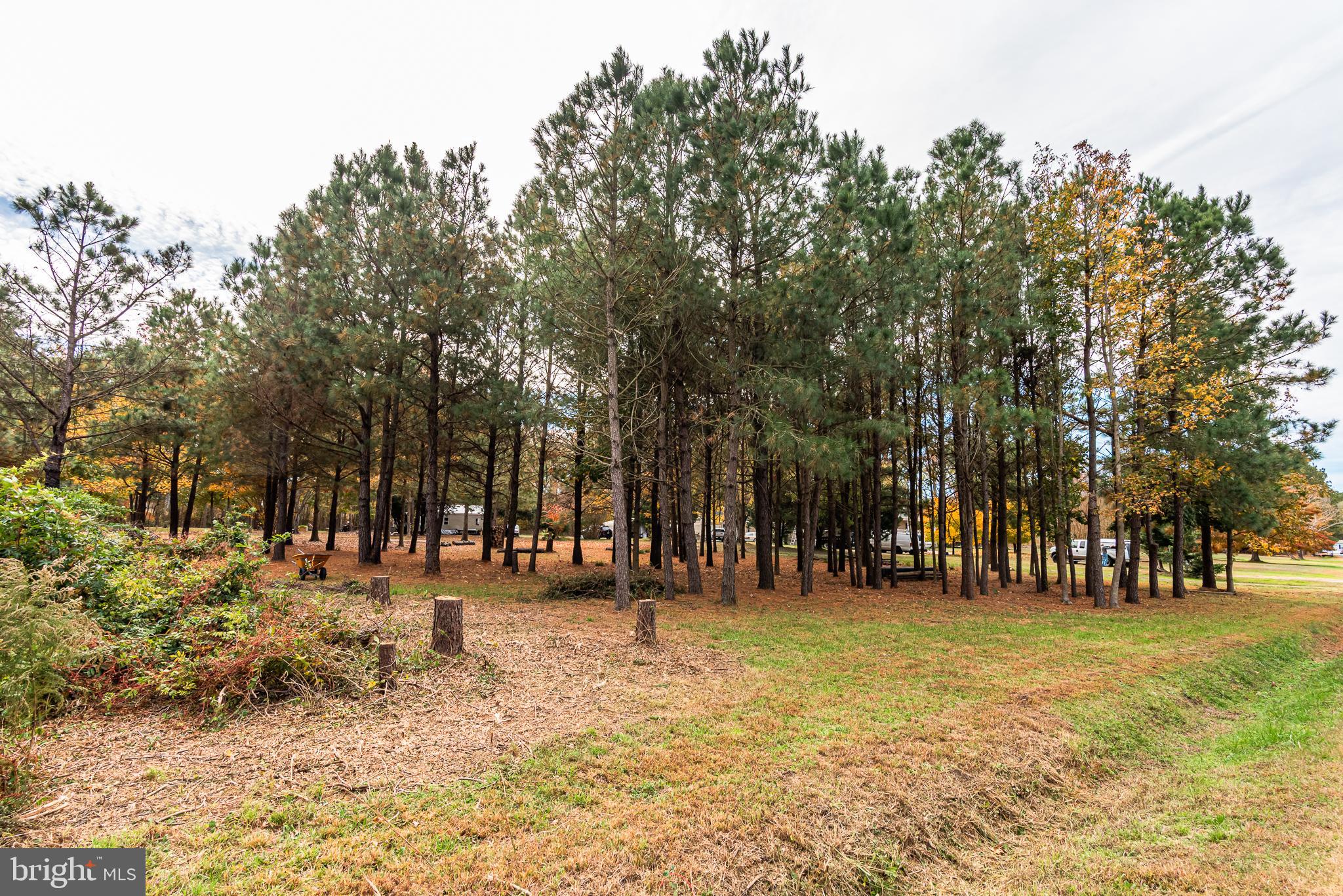 24653 McInturff Road Dames Quarter, MD 21821 - Photo 38 of 62 a view of road with trees