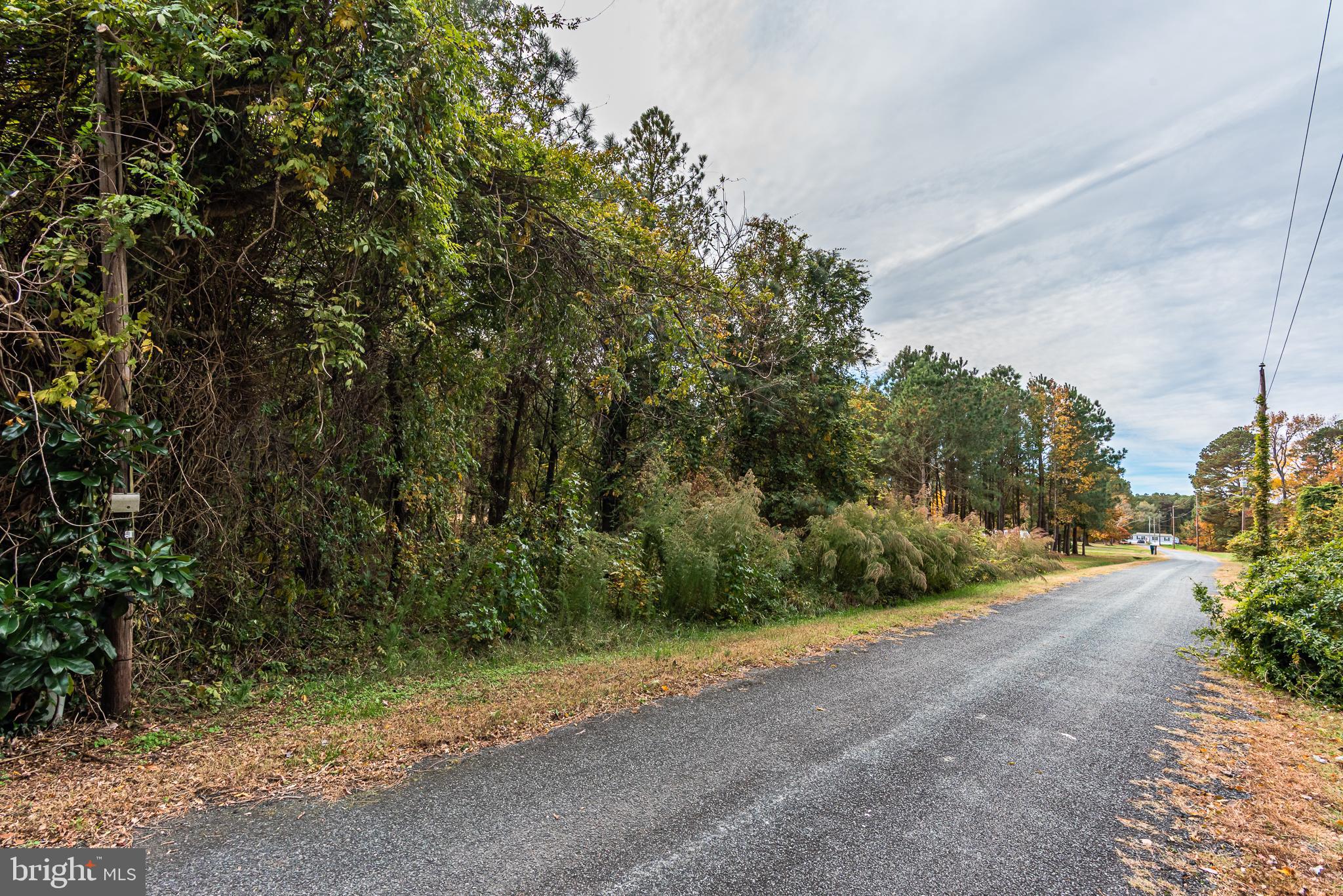 24653 McInturff Road Dames Quarter, MD 21821 - Photo 39 of 62 a view of a road with plants and trees beside of it