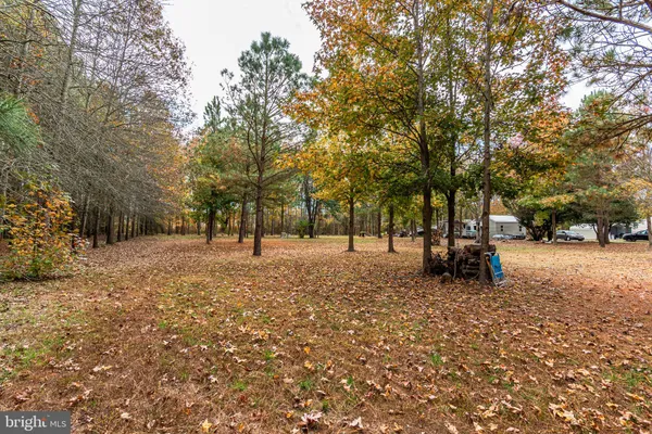 a view of a forest filled with trees