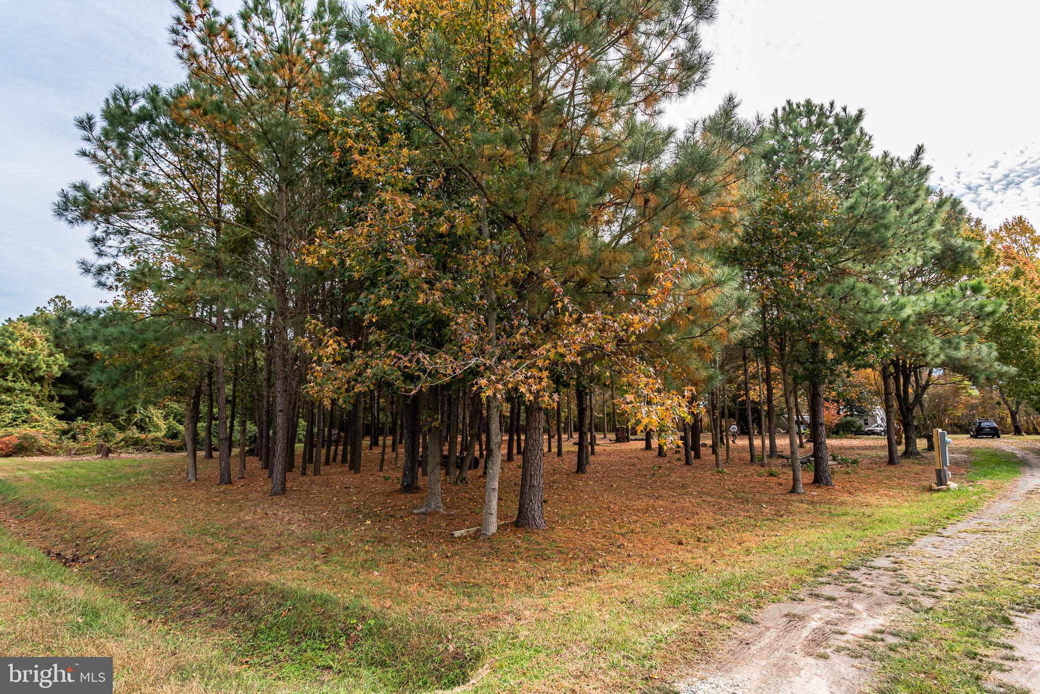 24653 McInturff Road Dames Quarter, MD 21821 - Photo 42 of 62 a view of park with lots of trees