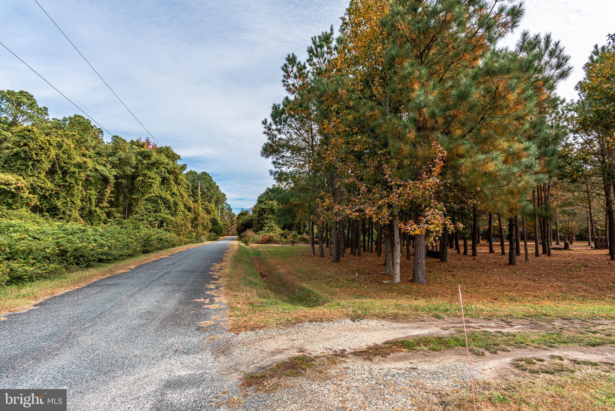 24653 McInturff Road Dames Quarter, MD 21821 - Photo 43 of 62 a view of yard with tree