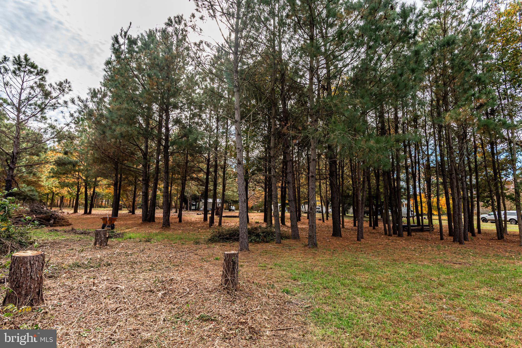 24653 McInturff Road Dames Quarter, MD 21821 - Photo 46 of 62 a view of outdoor space with lots of trees