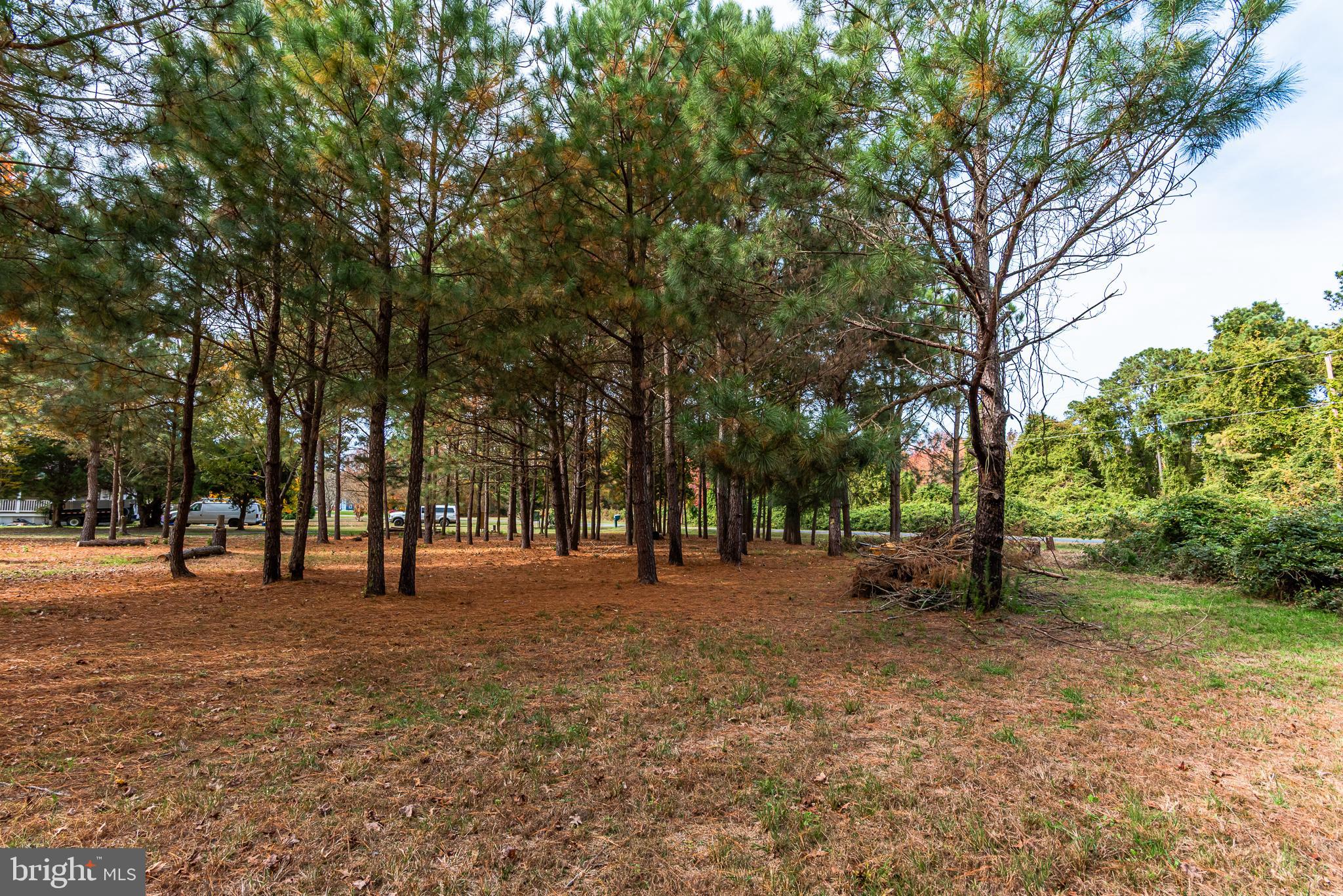 24653 McInturff Road Dames Quarter, MD 21821 - Photo 48 of 62 a row of palm trees in a park with large trees