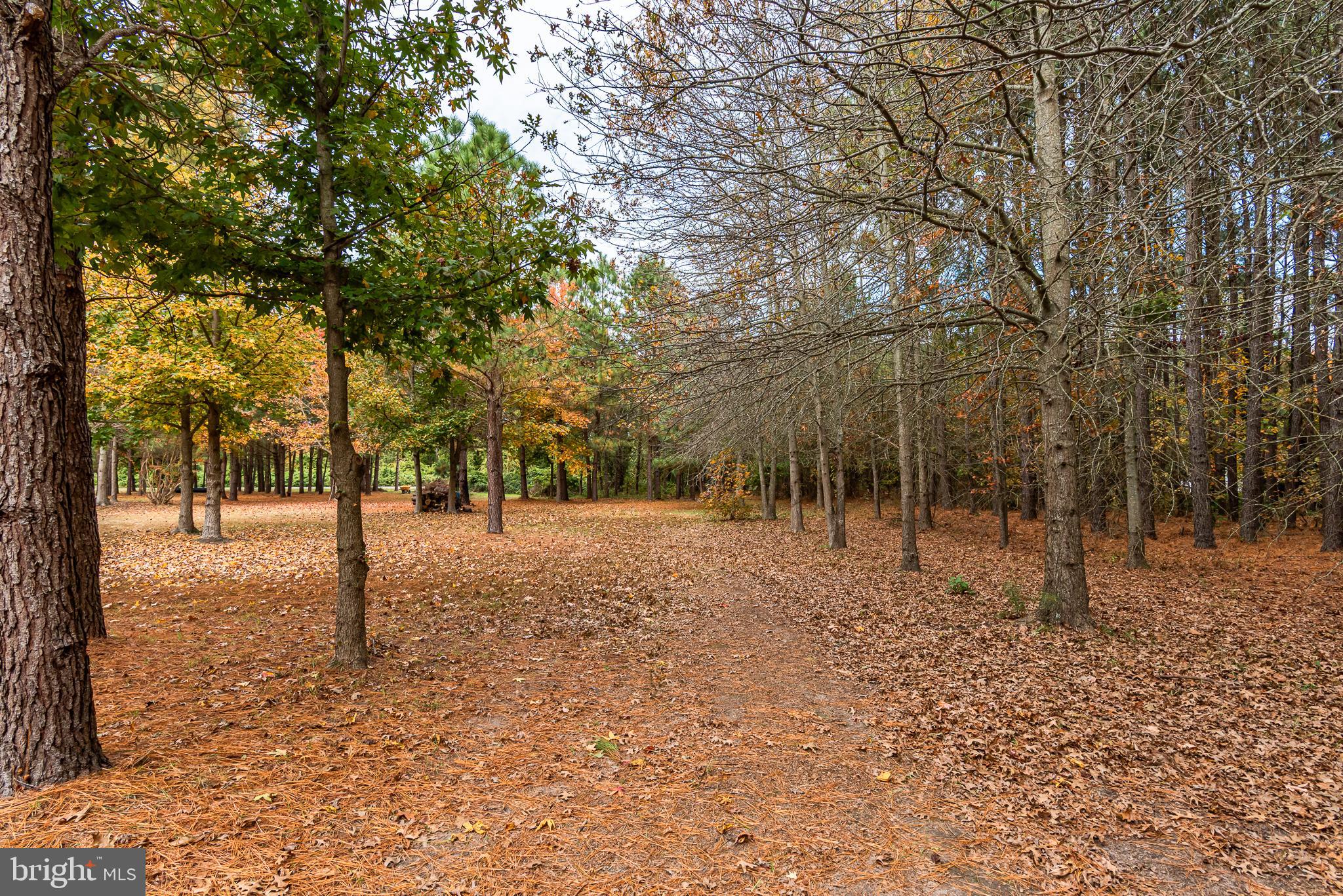 24653 McInturff Road Dames Quarter, MD 21821 - Photo 5 of 62 a view of road covered with trees