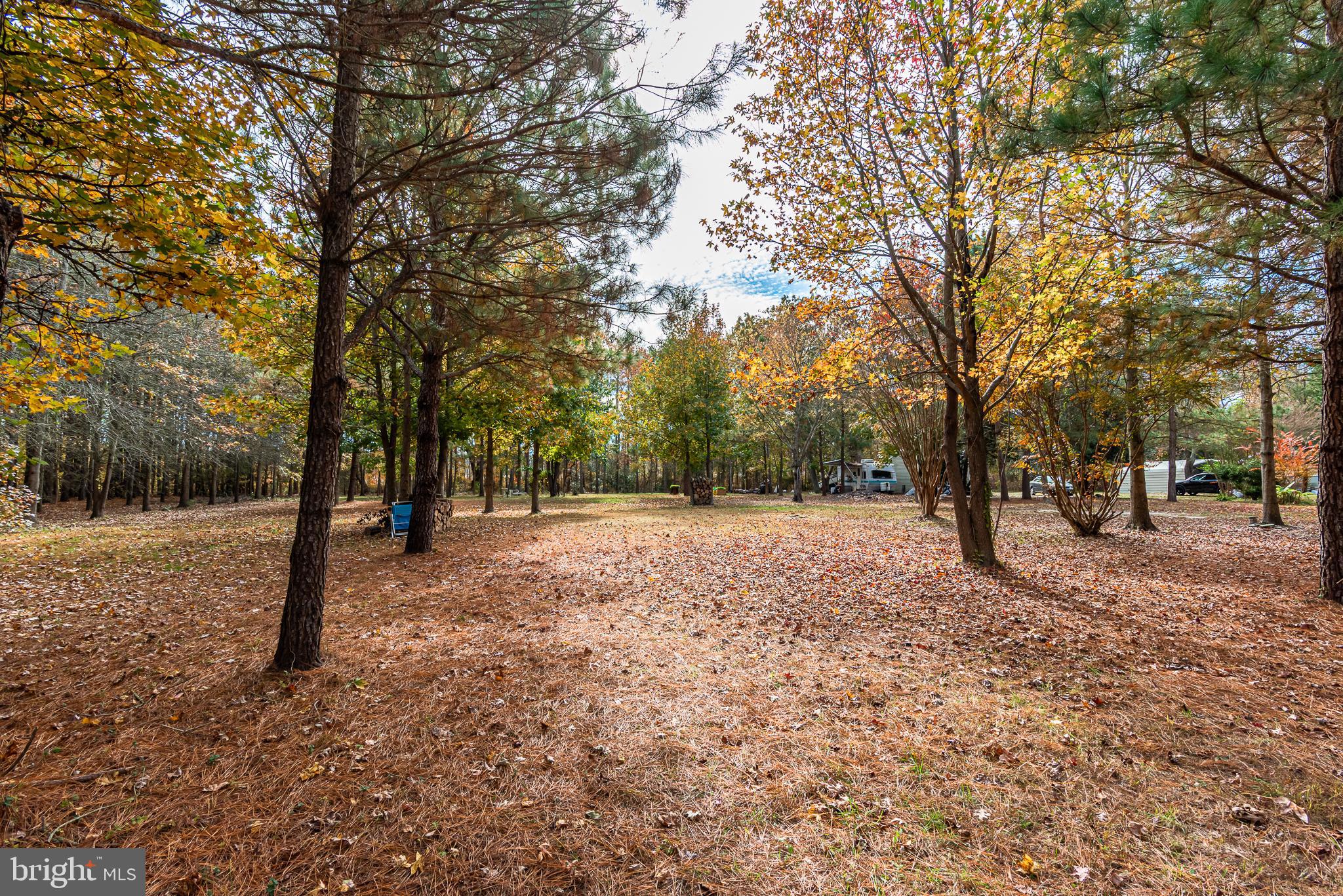 24653 McInturff Road Dames Quarter, MD 21821 - Photo 51 of 62 a view of outdoor space with trees