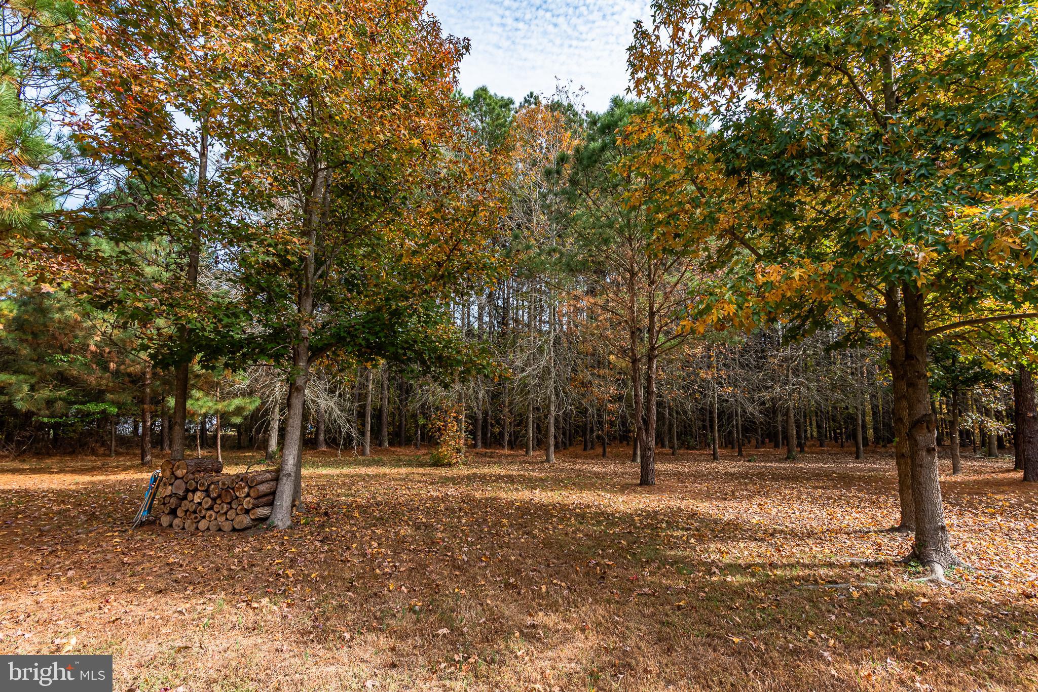 24653 McInturff Road Dames Quarter, MD 21821 - Photo 53 of 62 a view of outdoor space with trees