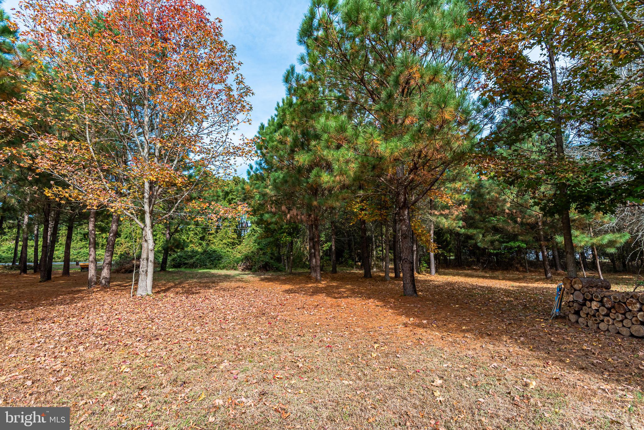 24653 McInturff Road Dames Quarter, MD 21821 - Photo 55 of 62 a view of outdoor space with trees