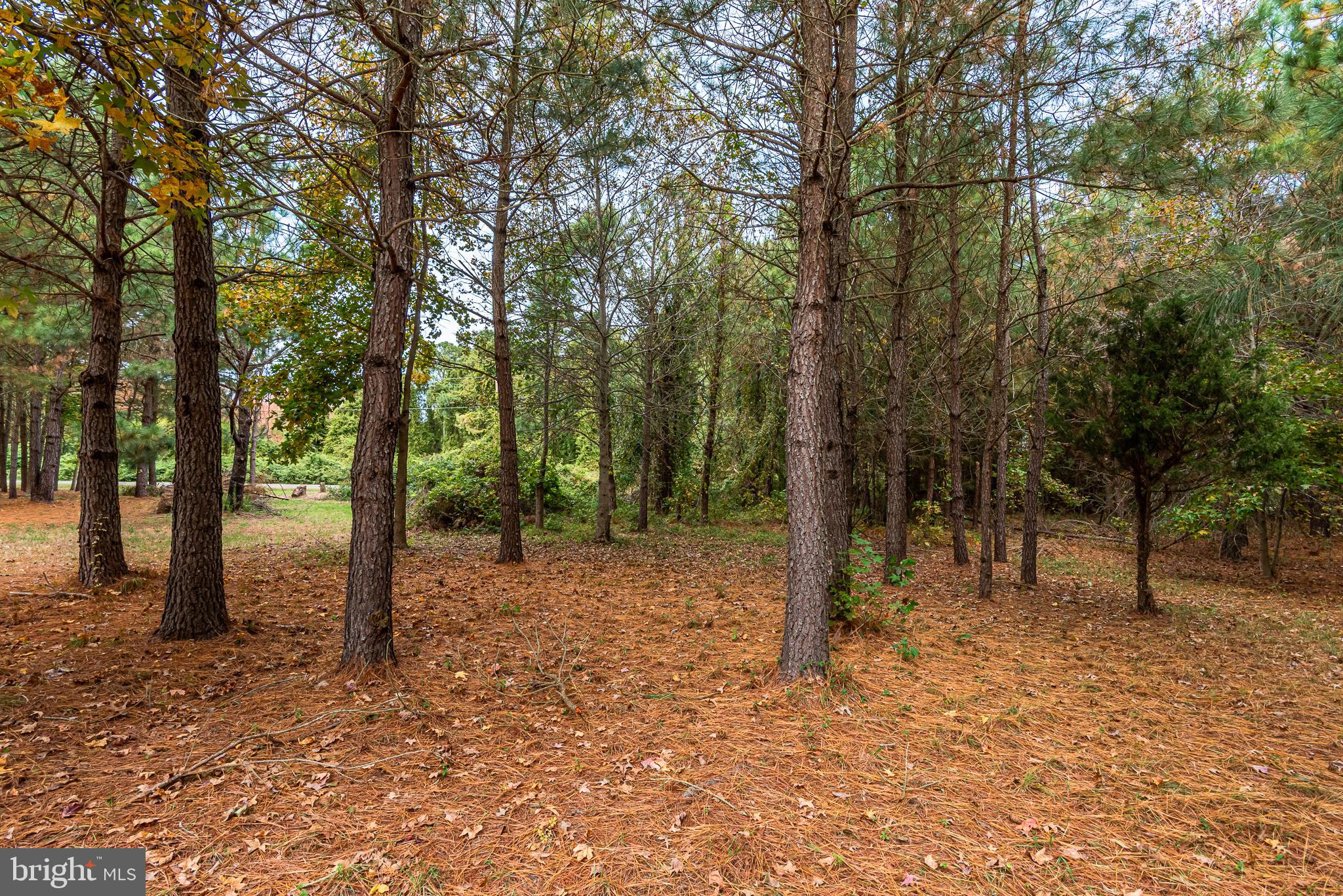 24653 McInturff Road Dames Quarter, MD 21821 - Photo 57 of 62 a view of outdoor space with tree
