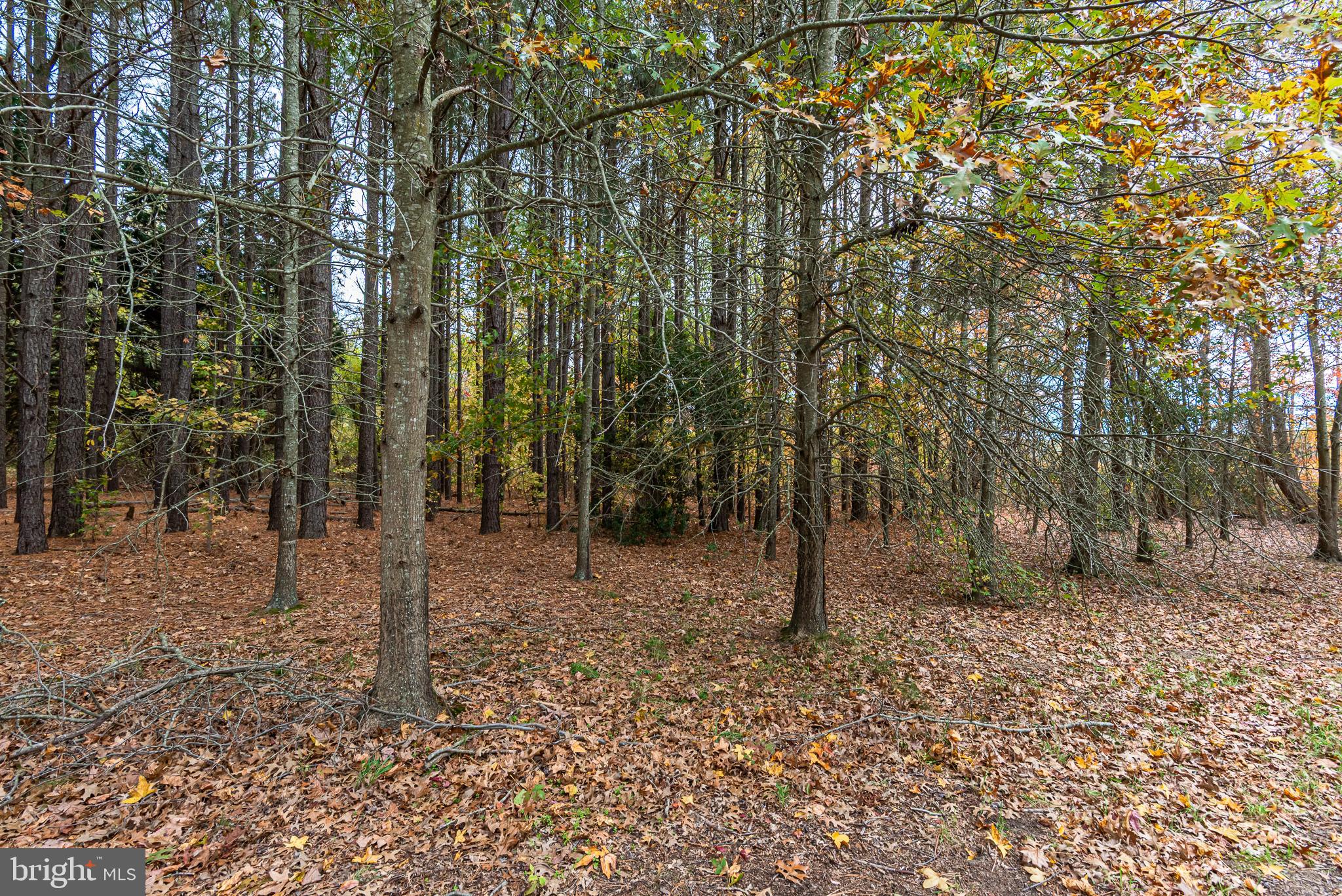 24653 McInturff Road Dames Quarter, MD 21821 - Photo 59 of 62 a backyard of a house