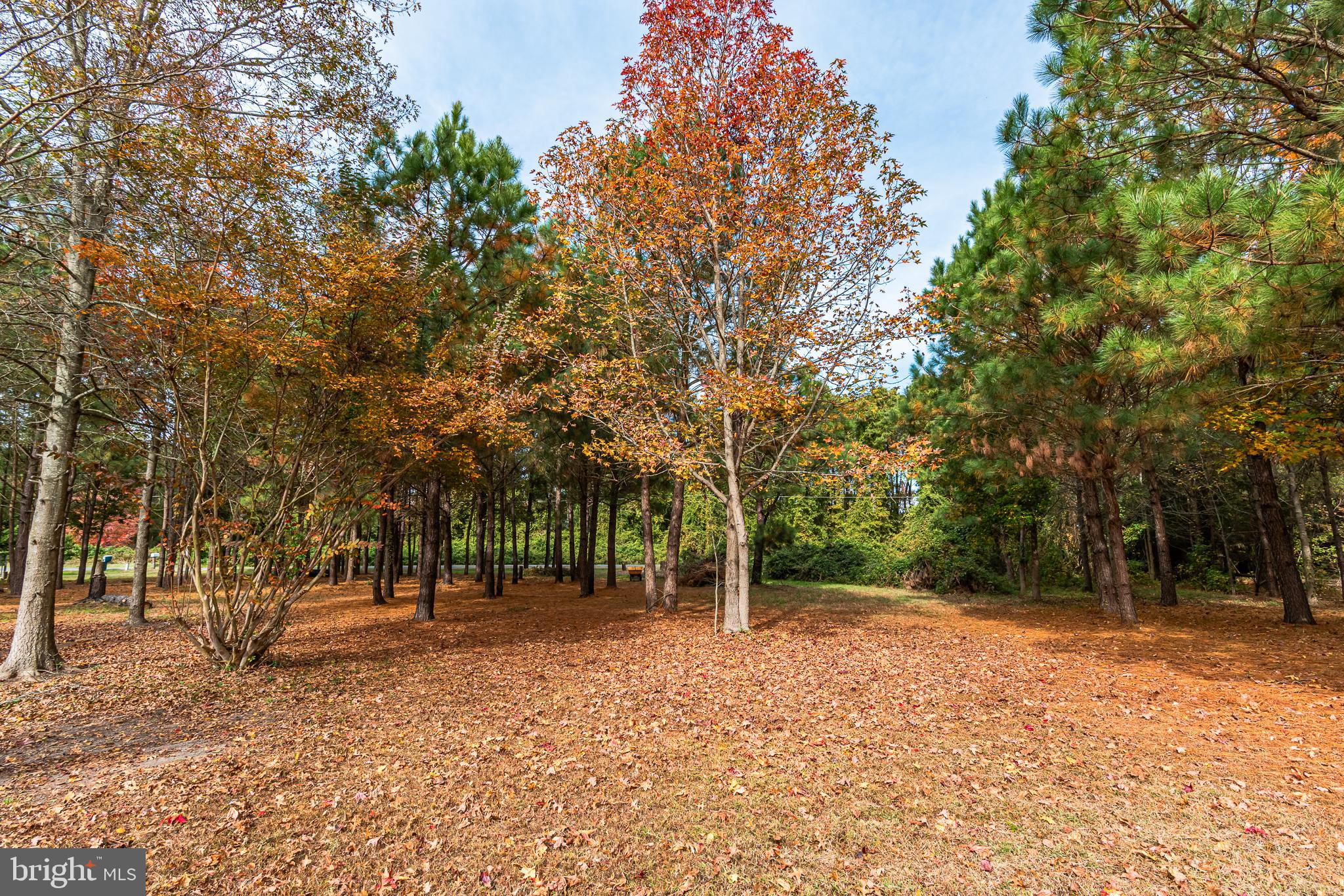 24653 McInturff Road Dames Quarter, MD 21821 - Photo 62 of 62 a view of outdoor space with trees