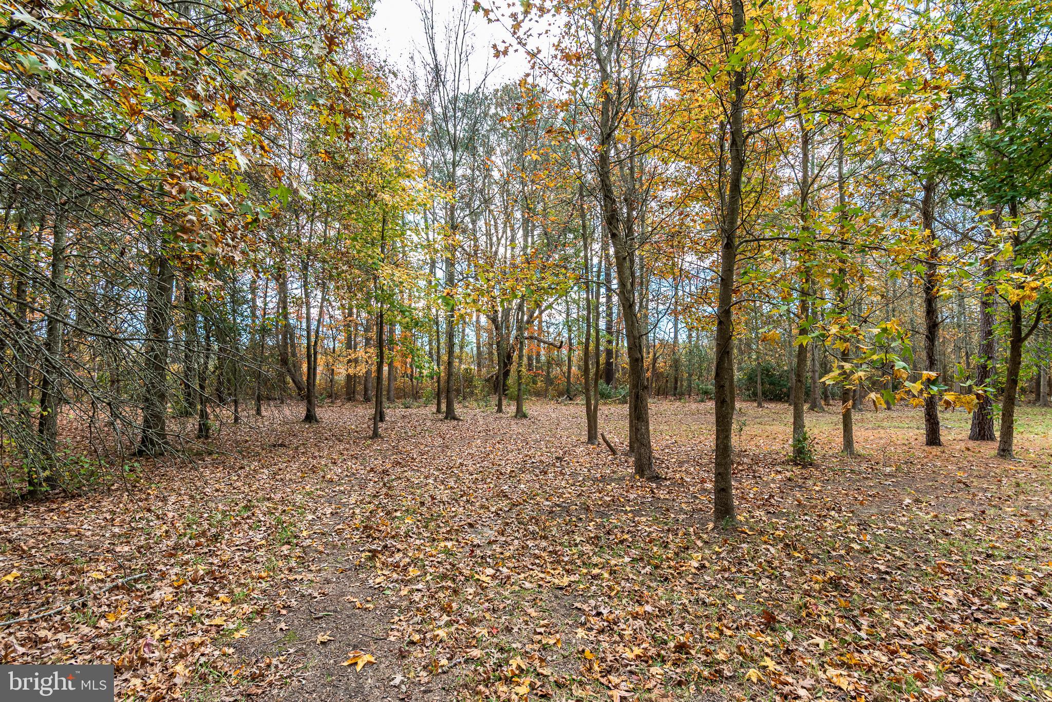 24653 McInturff Road Dames Quarter, MD 21821 - Photo 7 of 62