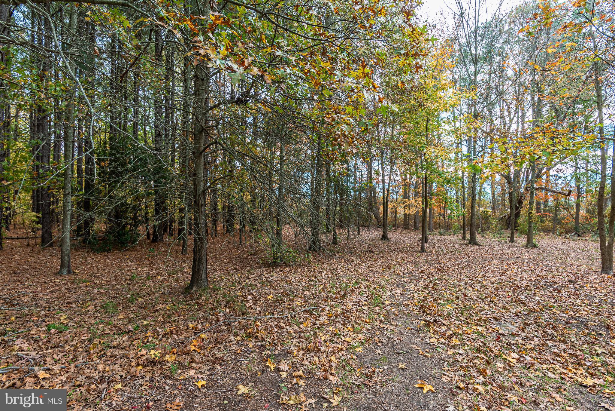 24653 McInturff Road Dames Quarter, MD 21821 - Photo 8 of 62 a backyard of a house with lots of green space
