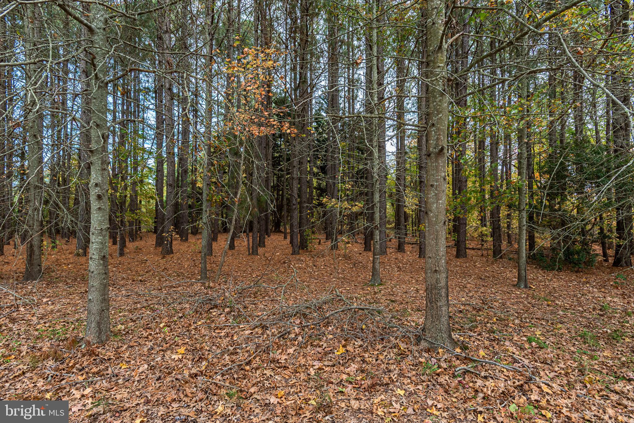 24653 McInturff Road Dames Quarter, MD 21821 - Photo 9 of 62 a view of a forest filled with trees
