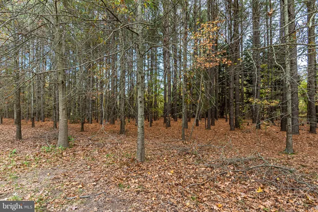 a view of backyard with tree