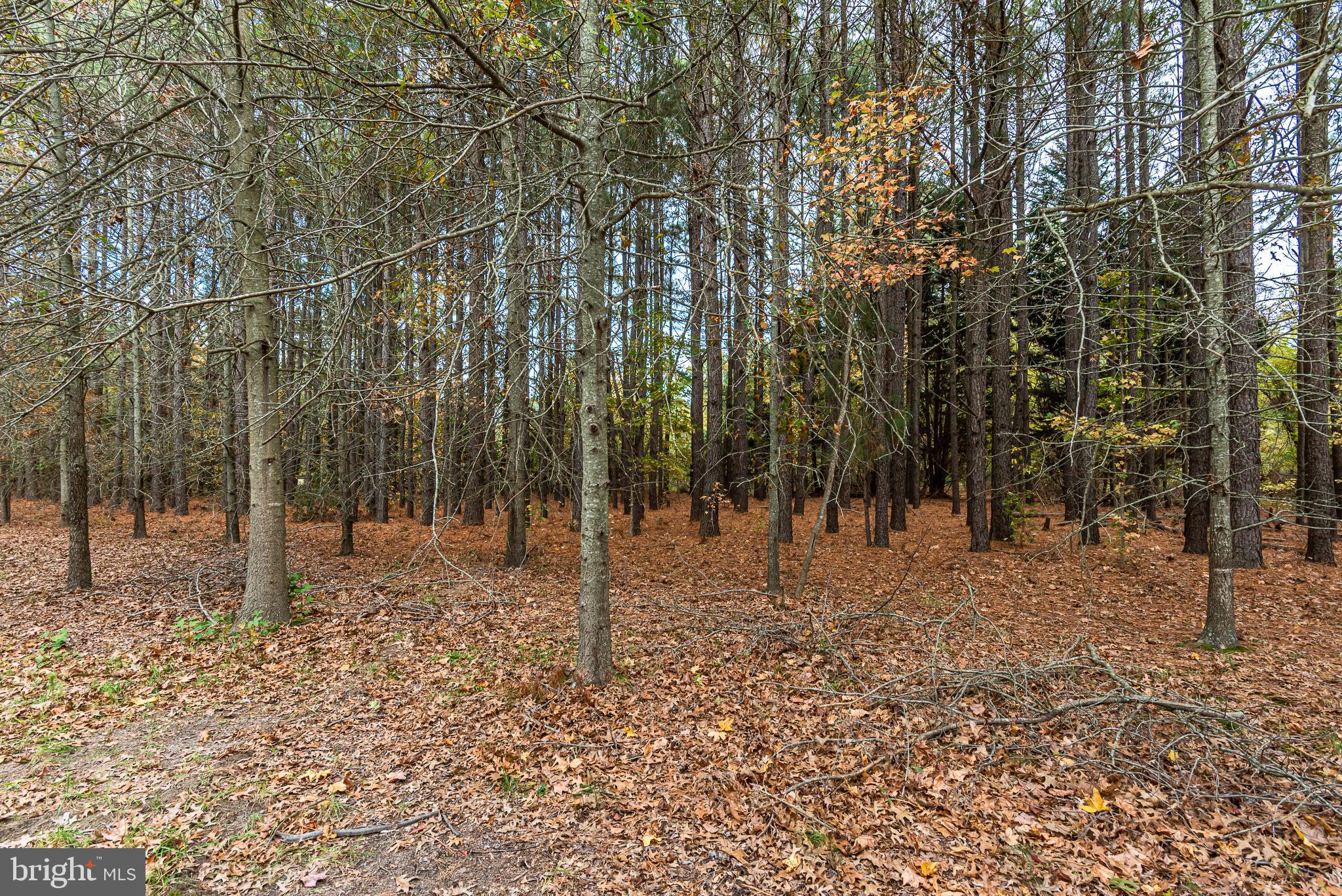 24653 McInturff Road Dames Quarter, MD 21821 - Photo 10 of 62 a backyard of a house with lots of green space