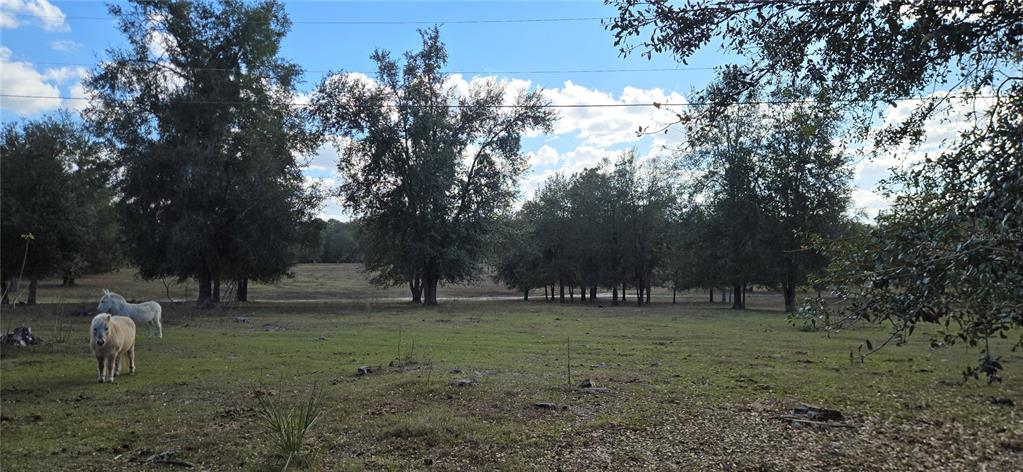 0 Jacobs Way Brooksville, FL 34601 - Photo 19 of 23 a view of a park with large trees