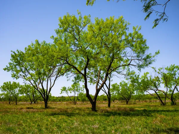a view of yard with tree