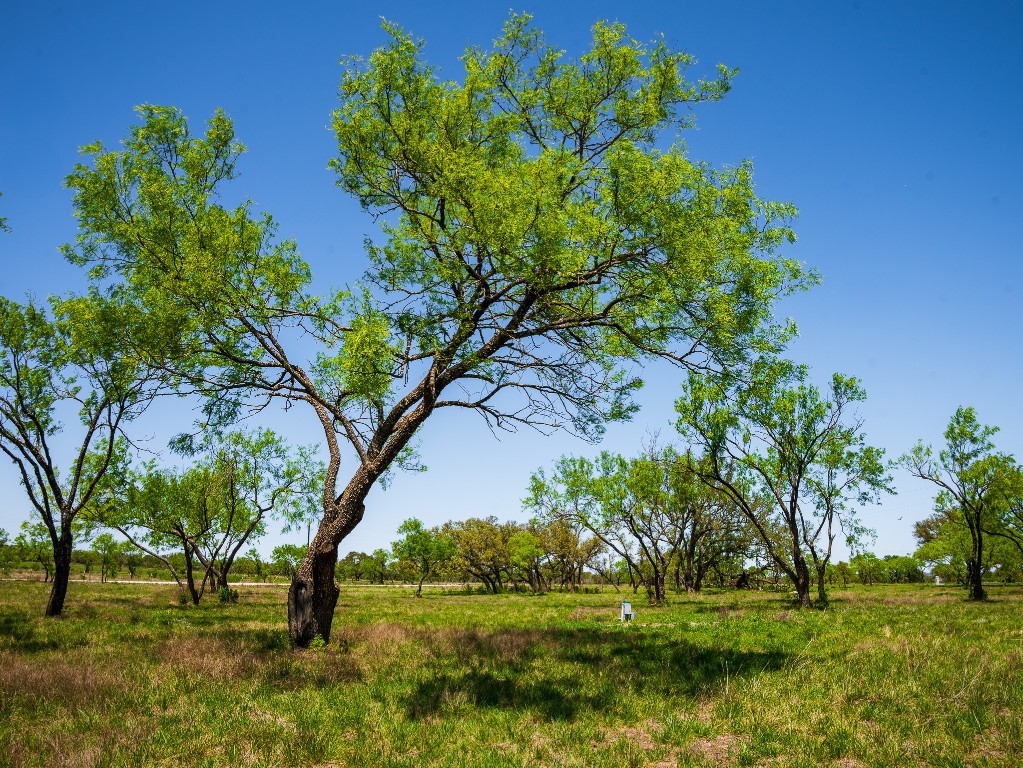0 Springwood Ranch Johnson City, TX 78636 - Photo 16 of 19 View of nature featuring a rural view