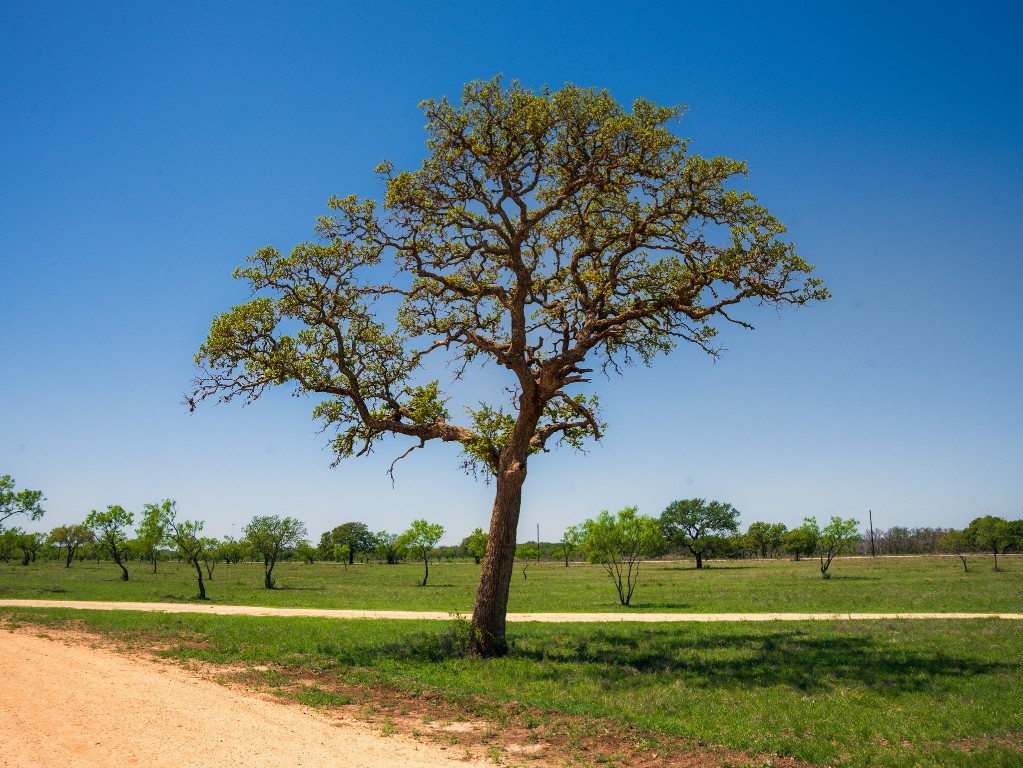 0 Springwood Ranch Johnson City, TX 78636 - Photo 18 of 19 View of home's community with a rural view and a yard