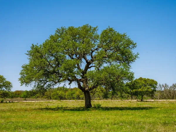 $199,000 | 0 Springwood Ranch, Johnson City, TX 78636