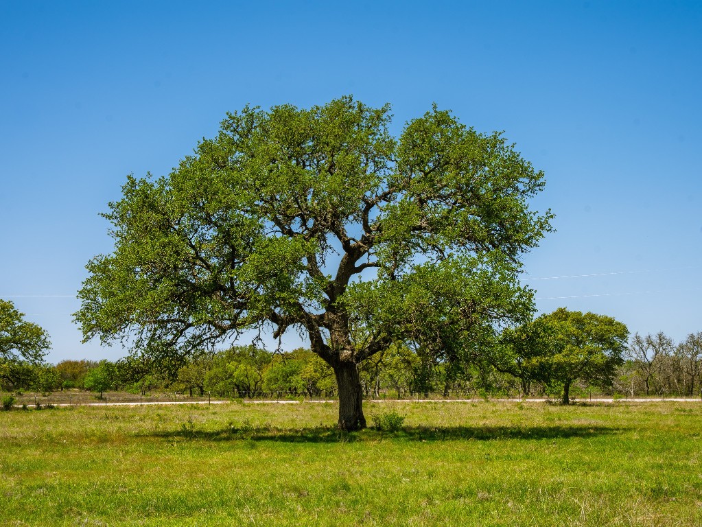 0 Springwood Ranch Johnson City, TX 78636 - Photo 19 of 19 View of yard featuring a rural view