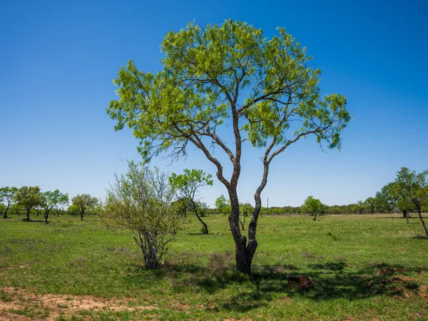 a view of a garden with a tree