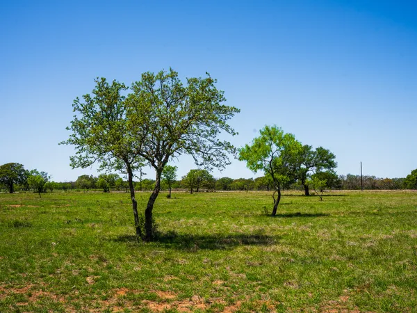 a view of a garden with a tree