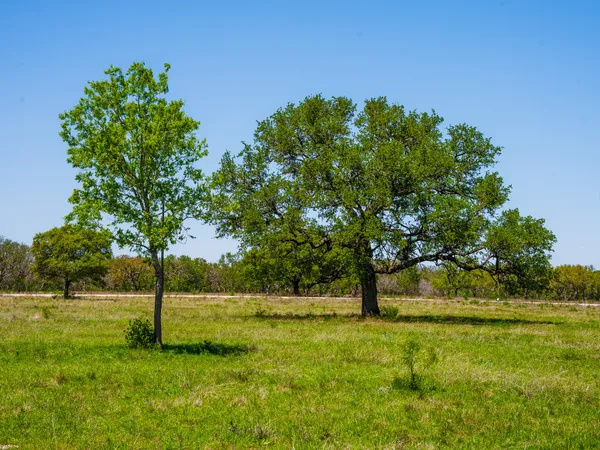 a view of yard with tree