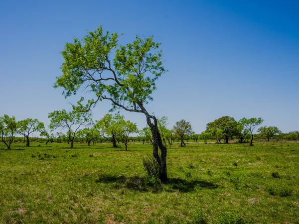 a view of a garden with a tree
