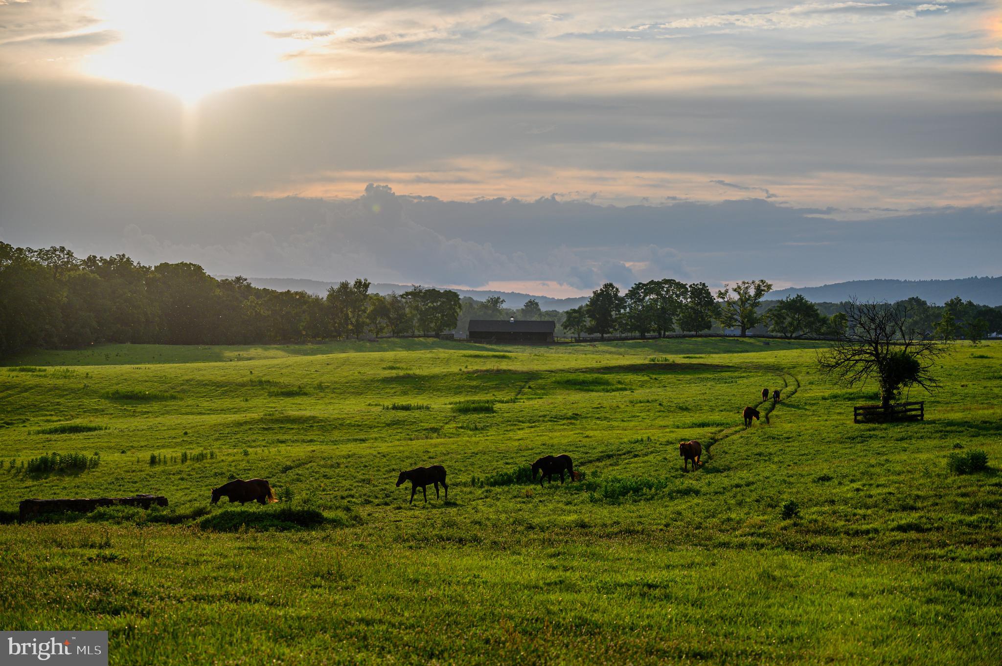 21091 Unison Road Middleburg, VA 20117 - Photo 58 of 65 Horses walking in the distance