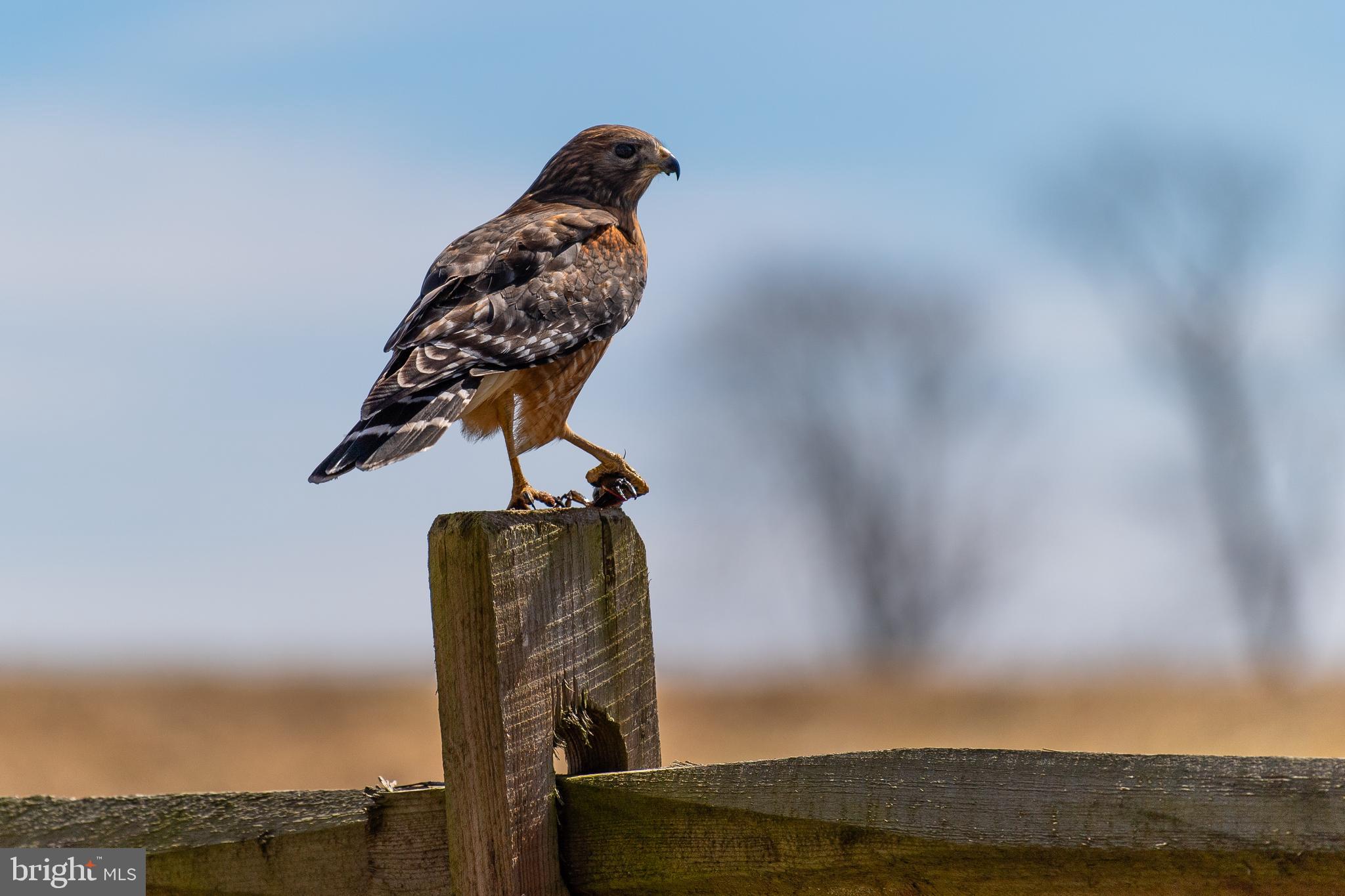 21091 Unison Road Middleburg, VA 20117 - Photo 59 of 65 Plenty of wildlife around the village