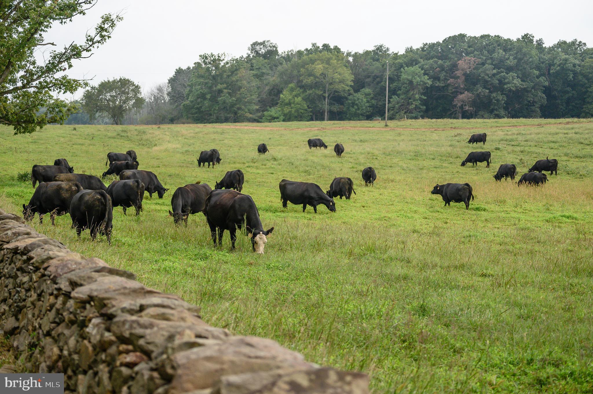 21091 Unison Road Middleburg, VA 20117 - Photo 60 of 65 Angus cattle herd behind a dry stacked stonewall