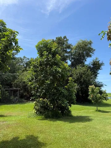 a close up of a plant in a garden
