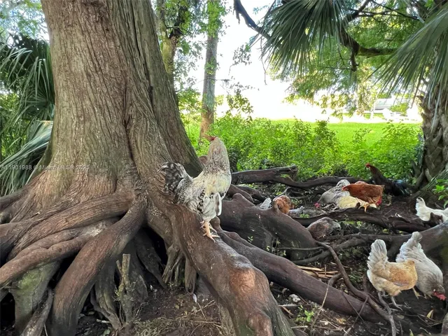 a view of a grassy field with trees