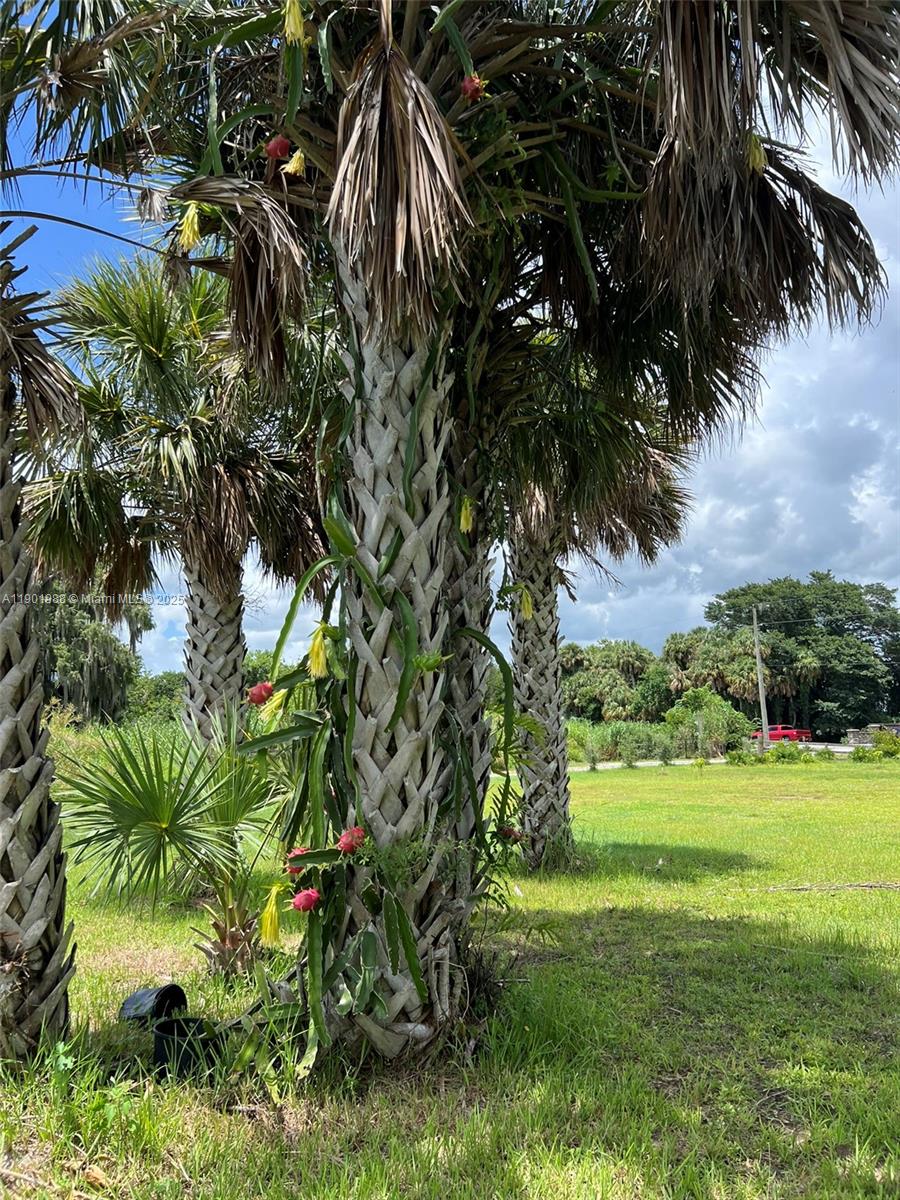 12600 Southwest Conners Highway Okeechobee, FL 34974 - Photo 17 of 60 a view of a yard with a palm tree