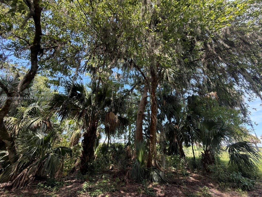 12600 Southwest Conners Highway Okeechobee, FL 34974 - Photo 30 of 60 a view of a tree