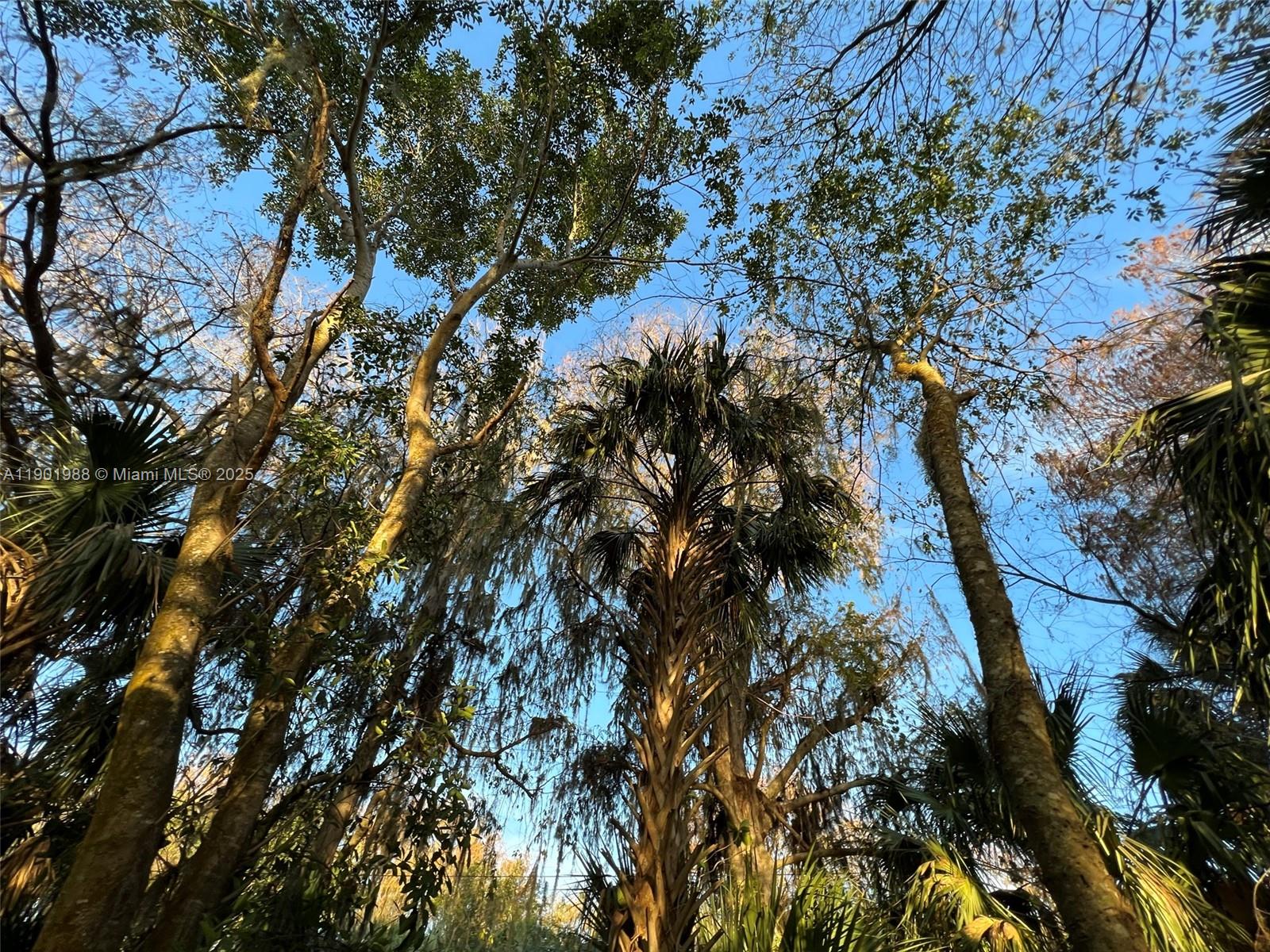 12600 Southwest Conners Highway Okeechobee, FL 34974 - Photo 31 of 60 Natural canopy for bird watching and camping.