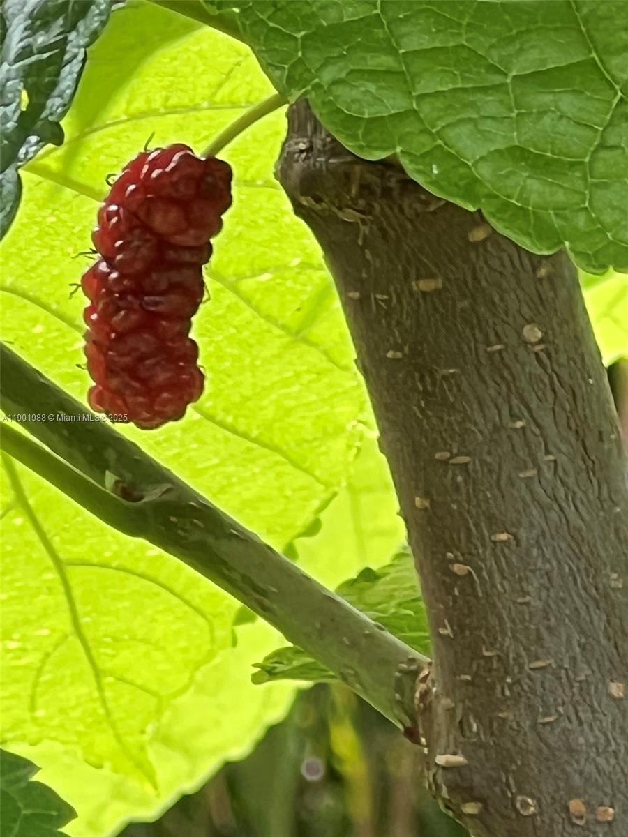 12600 Southwest Conners Highway Okeechobee, FL 34974 - Photo 36 of 60 a view of swimming pool