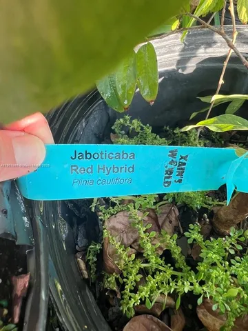 wooden floor with white walls