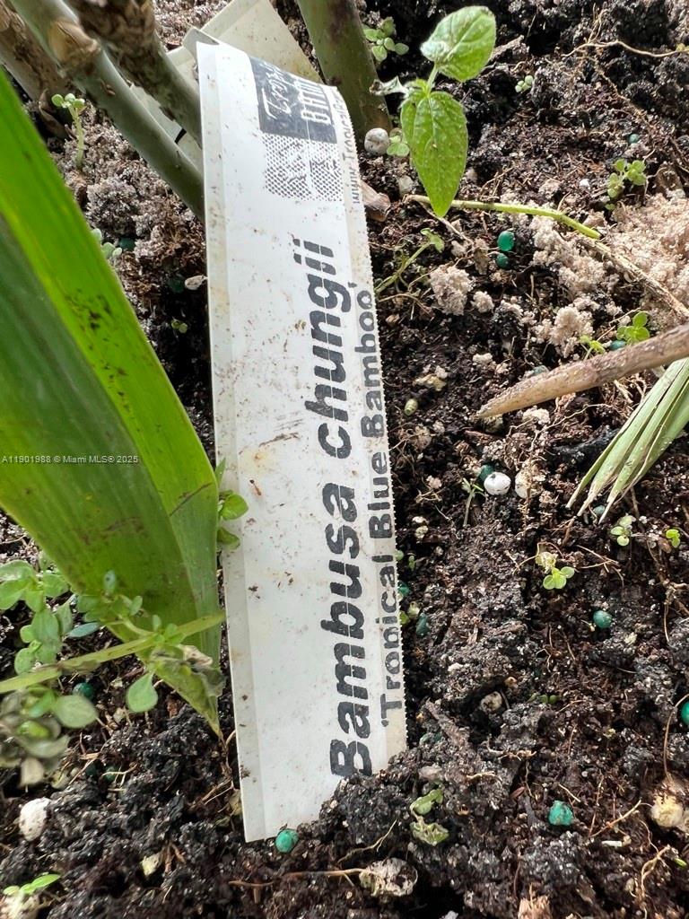 12600 Southwest Conners Highway Okeechobee, FL 34974 - Photo 44 of 60 a picture of a plant